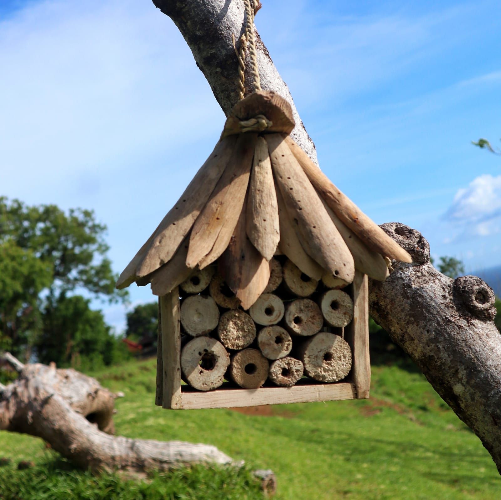 Driftwood Bee & Insect Box - Image 3